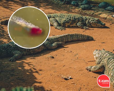 Hombre muere por ataque de cocodrilo en Costa Rica - TSM Noticias