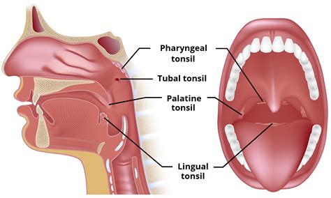 Areas of the Pelvis - TeachMeAnatomy