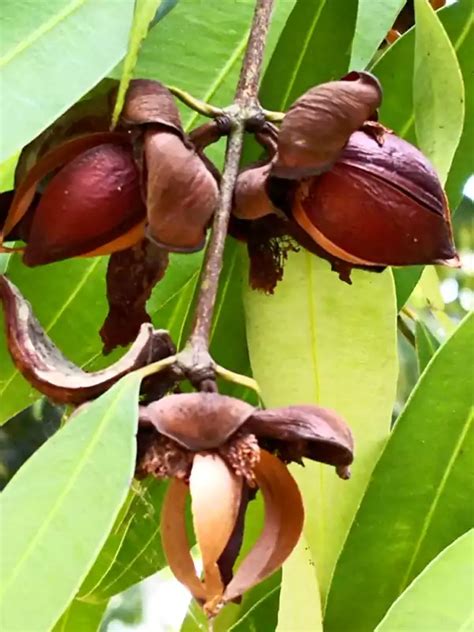 Mesua ferrea, Churuli, Nagakesaram, Nangu, Ironwood, ചുരുളി, നാഗകേസരം ...