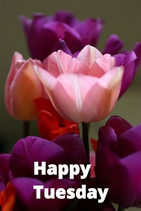 Happy Tuesday with Purple and Pink Flowers