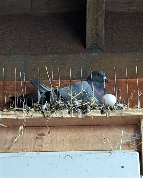𝙙𝙞𝙧𝙩 ☯︎ on Instagram: "Pigeons building nests on bird spikes." | Pigeon nest, Bird building nest ...