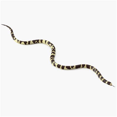 3D California Kingsnake Rigged for Cinema 4D | 3D Molier International