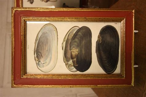 Image result for Sea Shells Prints