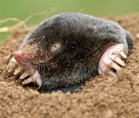 Image result for Mole Problem Solving