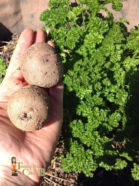 Image result for Spring Gardening Tips