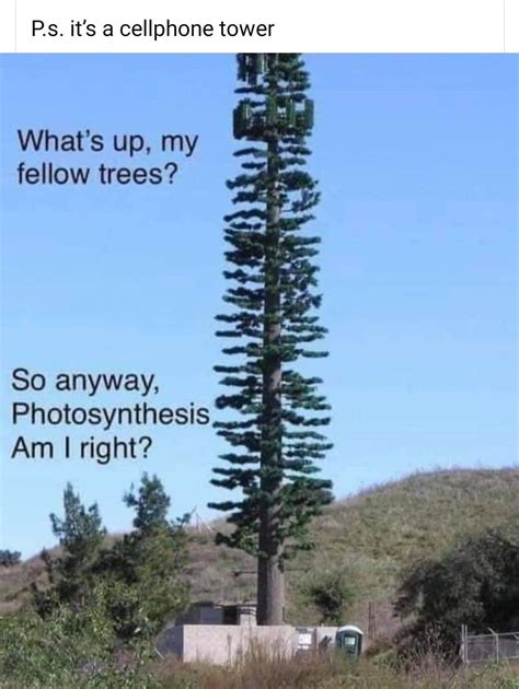 Image result for Sneaking around Tree Meme