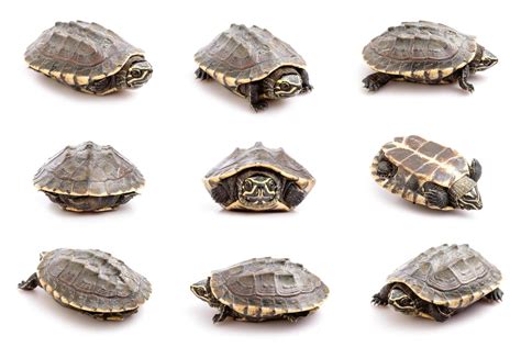 Small Basic Turtle 的图像结果