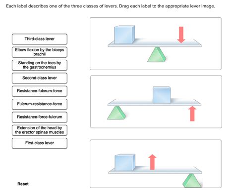Third Class Lever 的图像结果