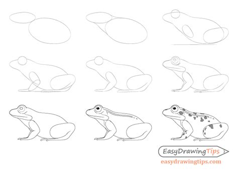 frog drawing tutorial