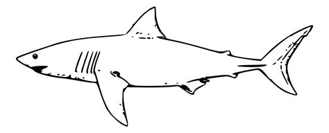Shark black and white black and white shark pictures free download clip ...