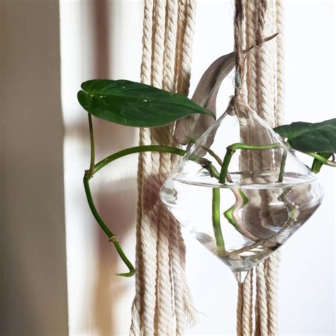 Philodendron micans: A complete growth and plant care guide