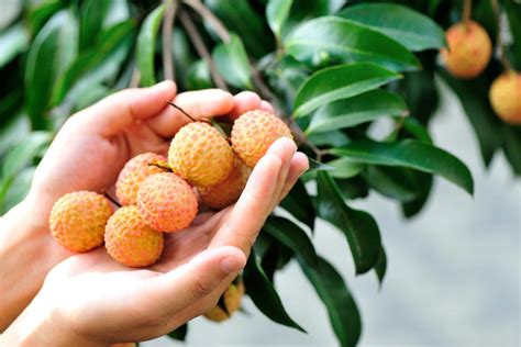 Can You Grow Lychee From Seed