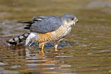 Hawks In Ohio: Check Out These 10 Species In This State!