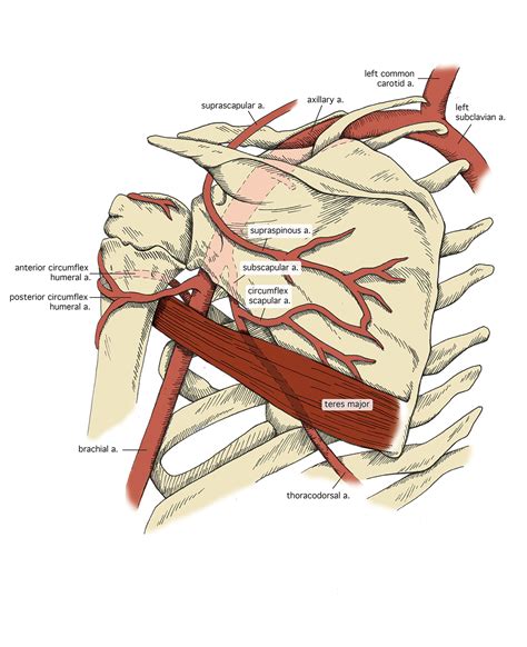 Axillary Artery Branches