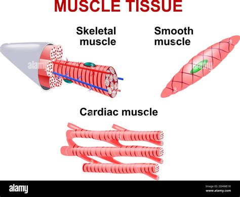 Image result for Skeletal Muscle Tissue Types