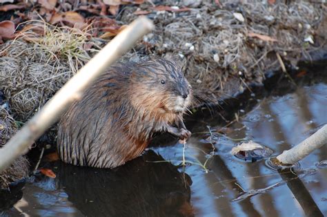 Urban Wildlife Guide: New Muskrat in Town!