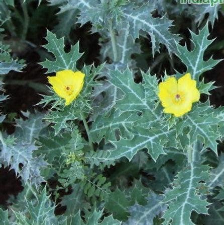 Discover the Healing Power of Mexican Poppy Plant Species | A Comprehe ...
