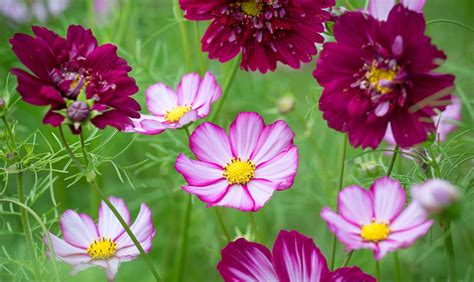 Top 3 Flowers To Sow Now The English Garden Cosmos Planting For Birds: