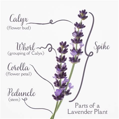 Parts of a Lavender Plant Explained