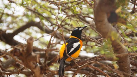 Vogels Aruba - Birds Aruba | Animals, Nature, Aruba
