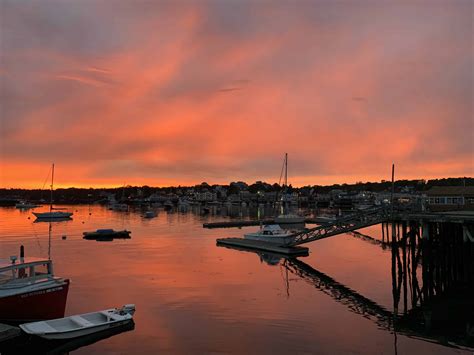 Bildergebnis für lobster+while+pregnant