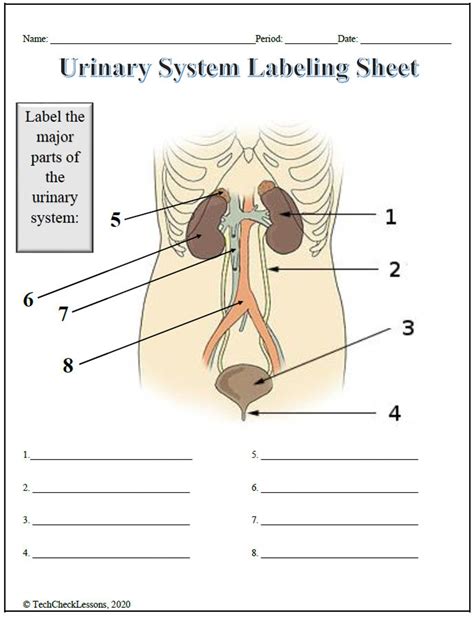 Urinary System Labeling Worksheet - Science Editable DIGITAL DOWNLOAD ...