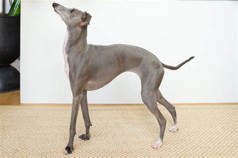 10 Dog Breeds With Long Noses - DogCrunch