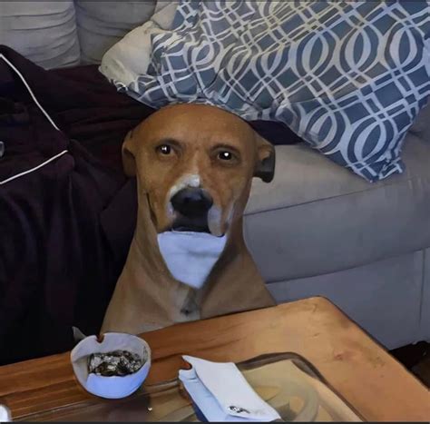 Why Do Dogs Squint At You