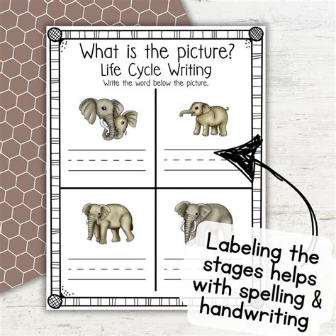 Elephant Life Cycle Diagram