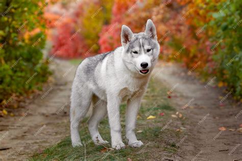 Siberian Husky Gold