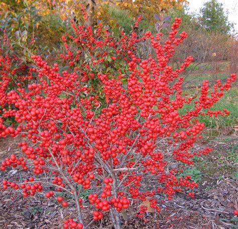 Red Sprite Winterberry Plants for $5.53 Each! | Winter garden ...