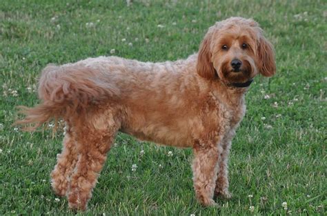 Miniature Goldendoodle - Dog Breed Guide