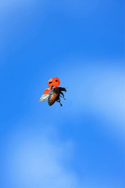 Image result for Ladybug Flaying