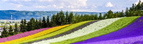 Hokkaido Weather in July 2026: Enjoy The Lavender Season