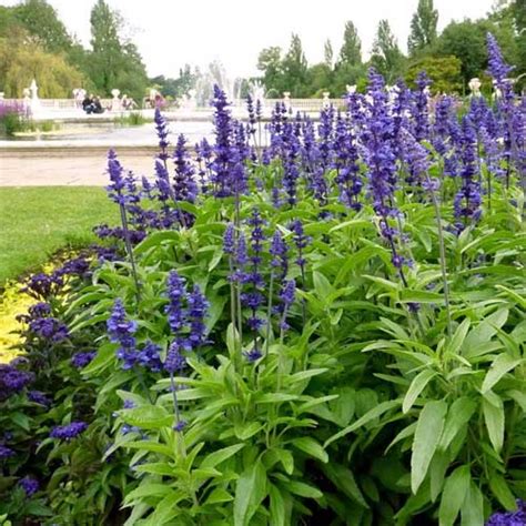 Salvia Blue Seeds – Elegant Winter Blooms for Beds & Pots | Golden ...
