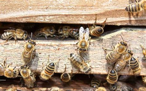 高效养中锋——怎样收捕中蜂蜂团？ - 每日头条
