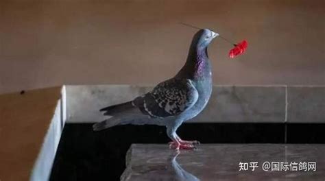 信鸽和儿子--中国信鸽信息网相册