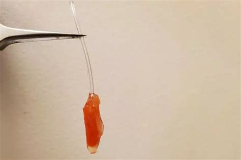 Scientists Grew A Piece Of The Human Heart In A Lab, And It Beats ...