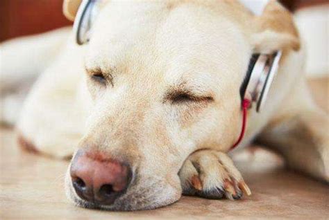 研究表明狗狗也爱听音乐 且有不同的音乐喜好_大浙网_腾讯网