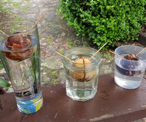 Sprout an Avocado From Seed | Grow avocado, Avocado seed, Avocado seed ...