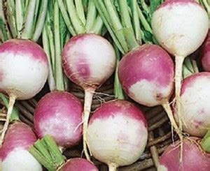 KANAYA Turnip (Shalgam ke Beej) Hybrid Vegetable Seed Price in India ...