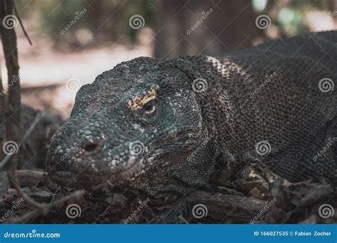 Dragons at the Komodo Island Stock Image - Image of habitat, indonesien: 166027535