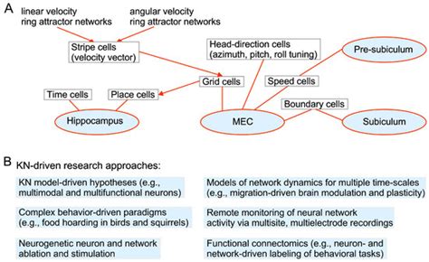 Information | Special Issue : The Resonant Brain: A Themed Issue ...