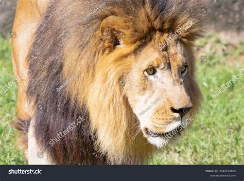 Male African Lion Walking Zoo Exhibit Stock Photo 2541102625 | Shutterstock