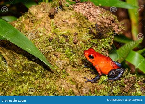 Strawberry Poison Dart Frog - Oophaga Pumilio Stock Photo - Image of ...