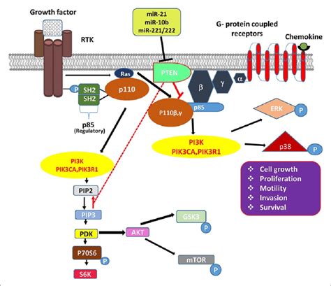 Image result for PI3K Pathway