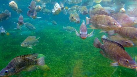 Is Wild Caught Fish Really Better Than Farm Raised Fish? – Emeran Mayer, MD