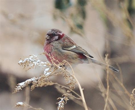 【图片】小雀雀的飞姿 生态照片 - 蜂鸟图片库