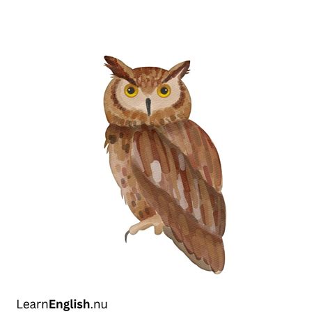 Bird Names in Spanish: 77 Birds in Spanish to English - learn spanish