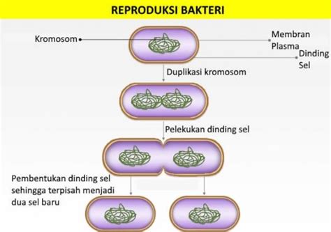 Euglena (Euglenophyta): Struktur, Ciri, dan Manfaat - Kerajaan Biologi